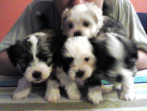 Pui de bichon havanez/havanese