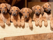 Pui de rhodesian ridgeback