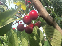 Fructe bio: acum cireșele de sezon, apoi mere și alte fructe proaspete