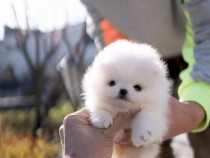 Pomeranian toy catelus