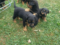 8 căței Rottweiler