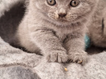 British shorthair, rasă pură