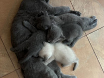 British shorthair blue