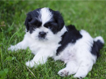 Shih-tzu talie mica