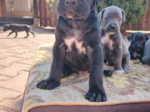 Căței Cane Corso