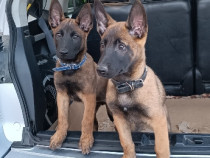 Catei ciobanesc belgian malinois