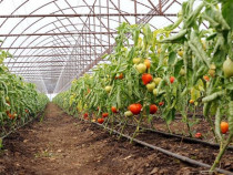 Angajam Muncitori necalificati solar Grecia!