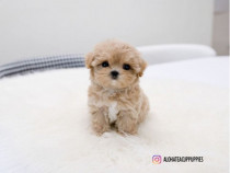 Maltipoo poodle mini toy