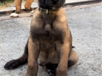 Pui Ciobanesc Belgian Malinois