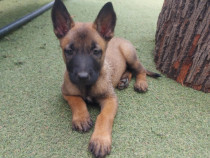 Ciobănesc belgian-malinois