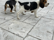 Căței beagle tricolor