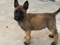 Căței Ciobanesc Malinois Belgian