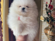 Pui Pomeranian cu pedigree FCI ,posibil pasaport