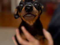 Vând pui de Pinscher Pitic (băiat)