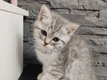 Pisici british shorthair