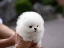 Pomeranian miniatura boo