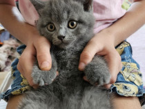 Pui de pisică British Shorthair blue