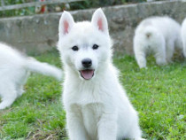 Husky siberian căței