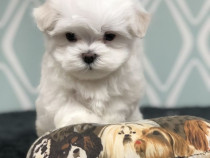 Bichon maltez mini toy