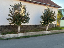 Casa in Albesti, Mures, central