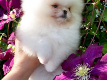 Pomeranian boo mini