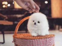 Pomeranian mini toy talie foarte micuța