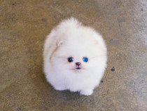 Pomeranian mini boo