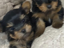 Căței Yorkshire terrier mini toy