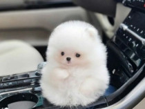 Pomeranian puppy mini asigur transport