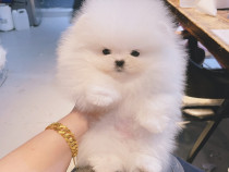 Pomeranian puppy teeacup