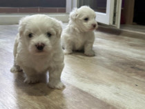 Bichon Maltez de 6 SAPTAMANI