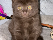 Scottish fold scortisoara