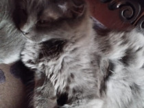 Motanel splendid, British Blue mix Scottish Blue longhair, cauta OM