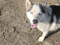 Husky siberian cu ochi albastri