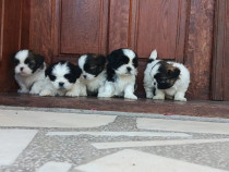 Pui shih tzu de vânzare