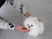 Pomeranian mini toy