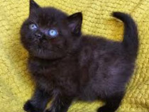 British Shorthair Black