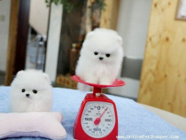 Pomeranian mini boo toy