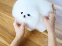 Pomeranian boo mini