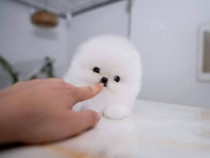 Pomeranian boo puppias