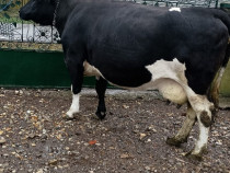 Vaca 680 kg ptr. sacrificat