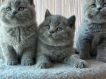 British shorthair pisoiași superbi