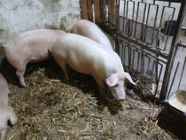 Porci de vanzare 110-270kg