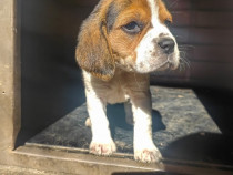 Căței beagle rasa pura