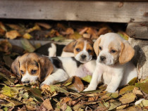 Căței beagle rasa pura