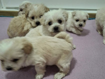 Cățeluși bichon maltese