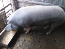 Porci de vanzare