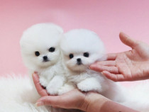 Pomeranian boo mini