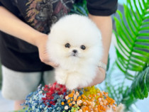 Pomeranian boo mini