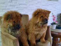 Chow Chow catelusi de vanzare